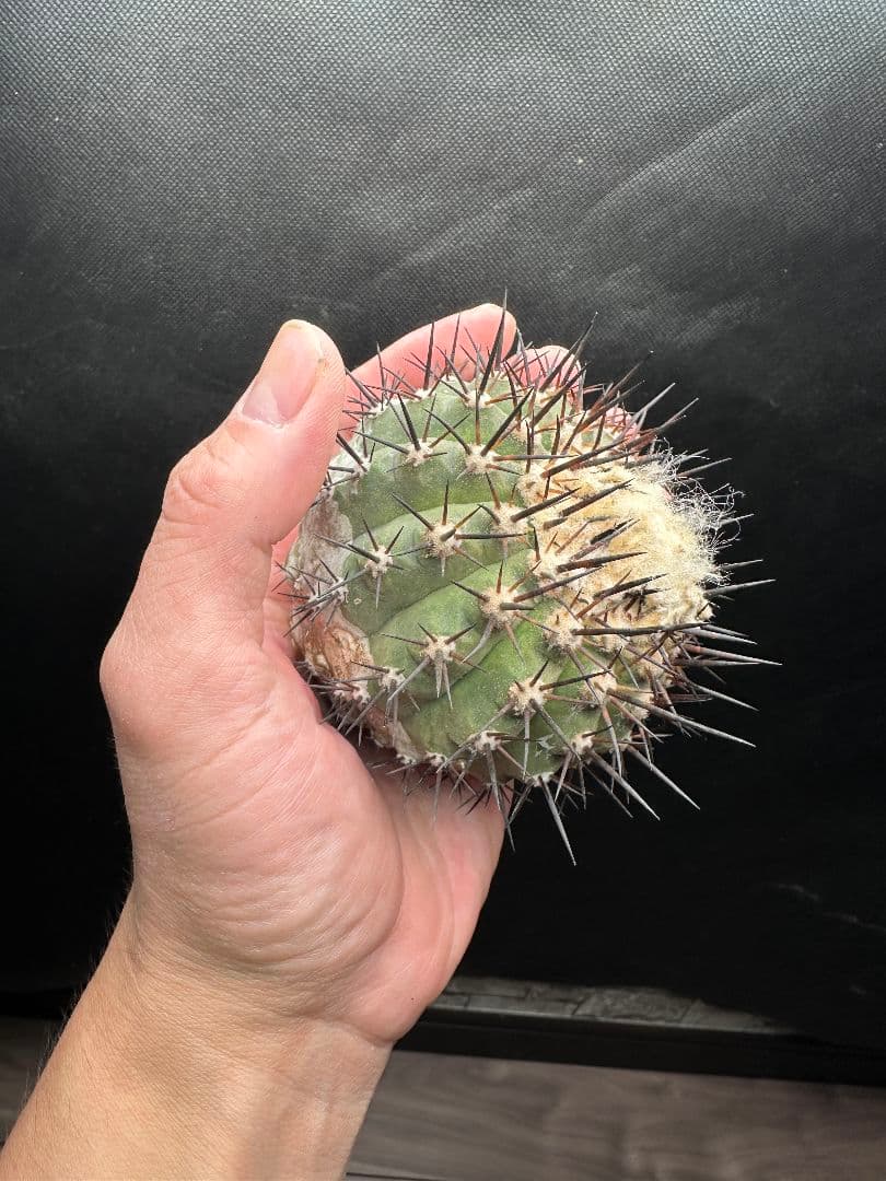 【サボテン_コクオウマル】黒王丸 特大 接ぎおろし ３発根済