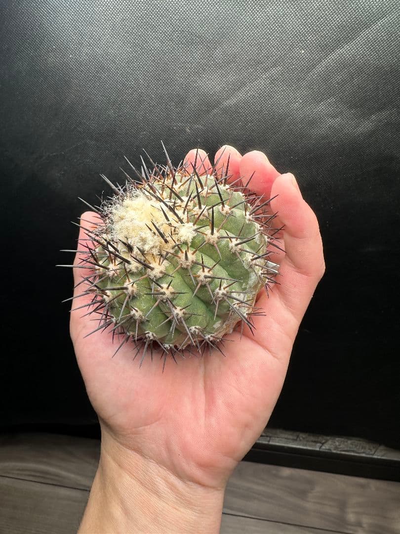 【サボテン_コクオウマル】黒王丸 特大 接ぎおろし ３発根済