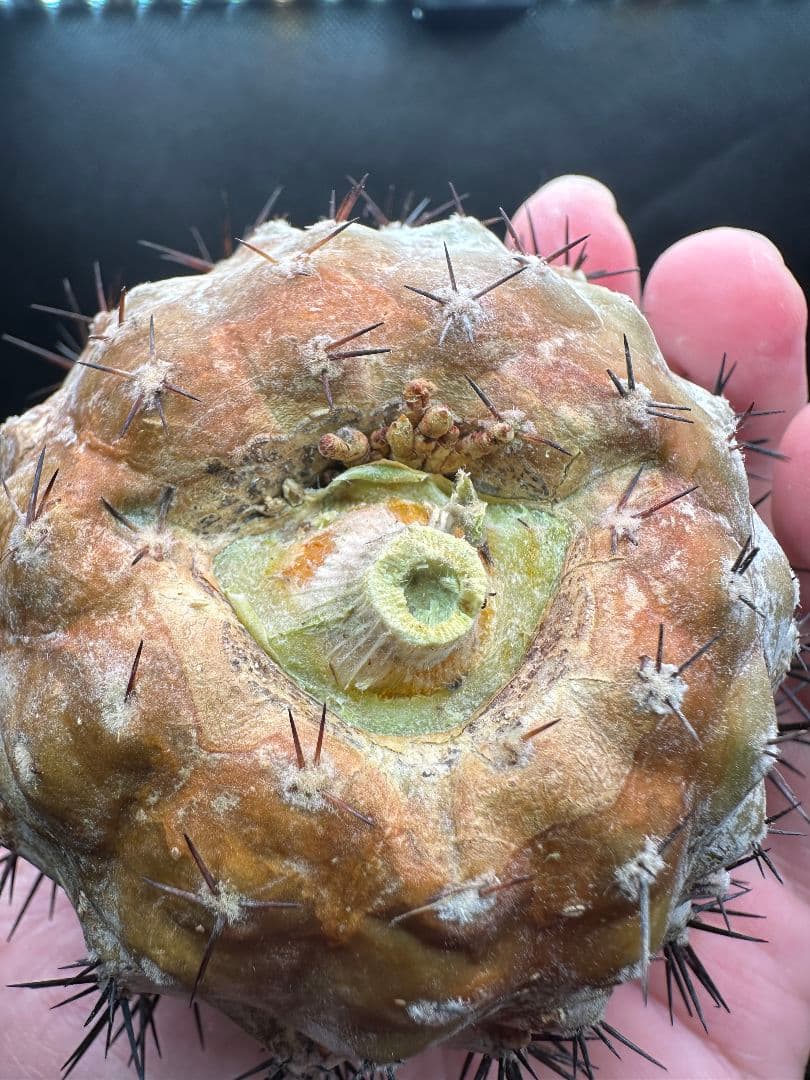 【サボテン_コクオウマル】黒王丸 特大 接ぎおろし ３発根済