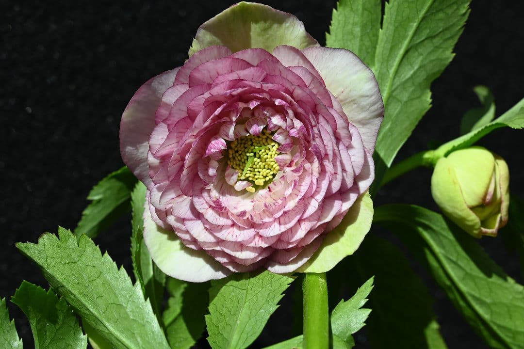 クリスマスローズ　認定アフロディーテグラデーション　加藤農園