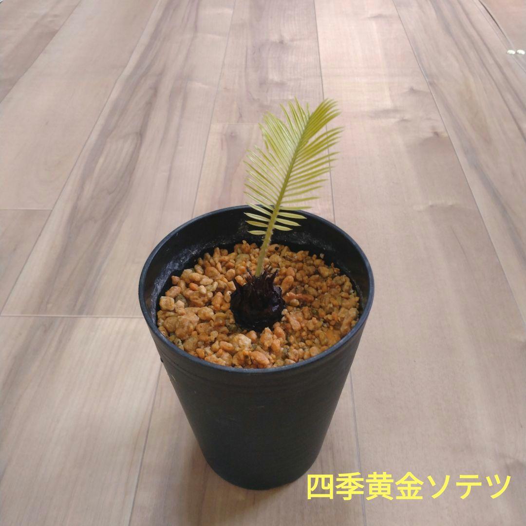 四季黄金ソテツ　奄美黄金ソテツ　 希少　国産