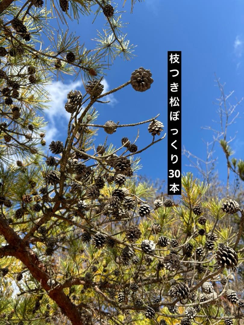 松ぼっくり