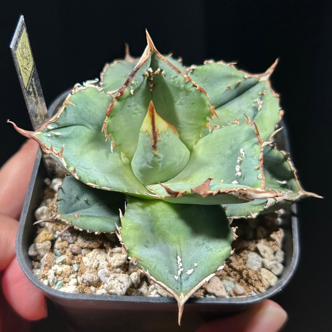 【超希少】アガベ　チタノタ　鰐亀　OC 中株　発根済み