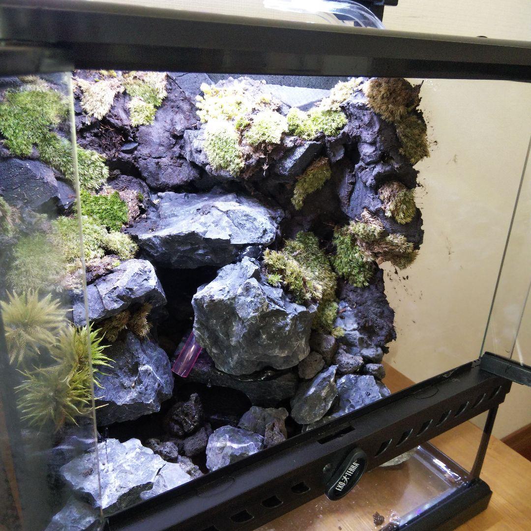 【受注生産】イモリウム　アクアテラリウム グラステラリウム