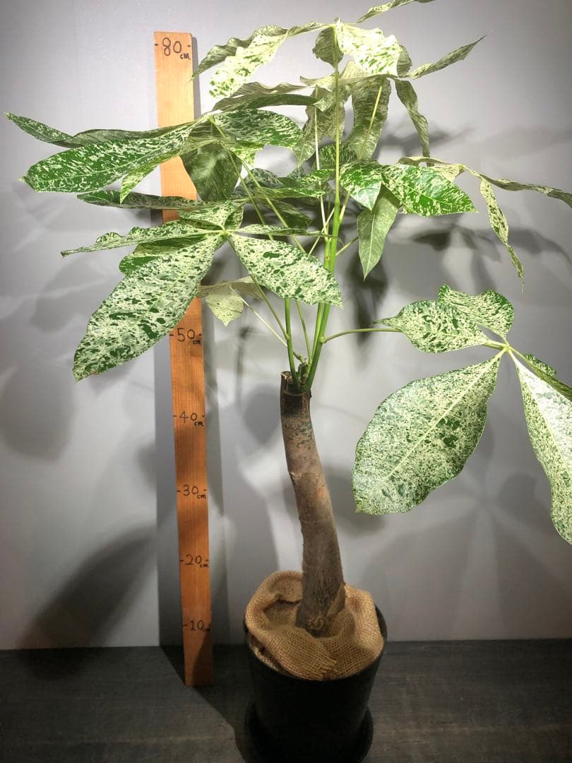 パキラ ミルキーウェイ　受け皿付き　高さ約80cm(現物)