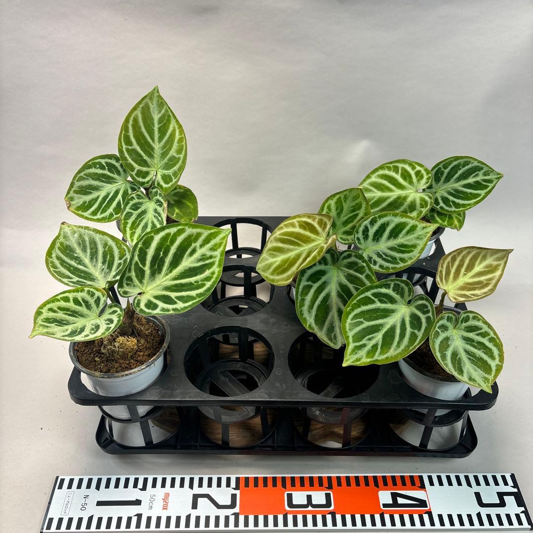 5株セットms66アンスリウム ドラヤキ Anthurium Dorayaki