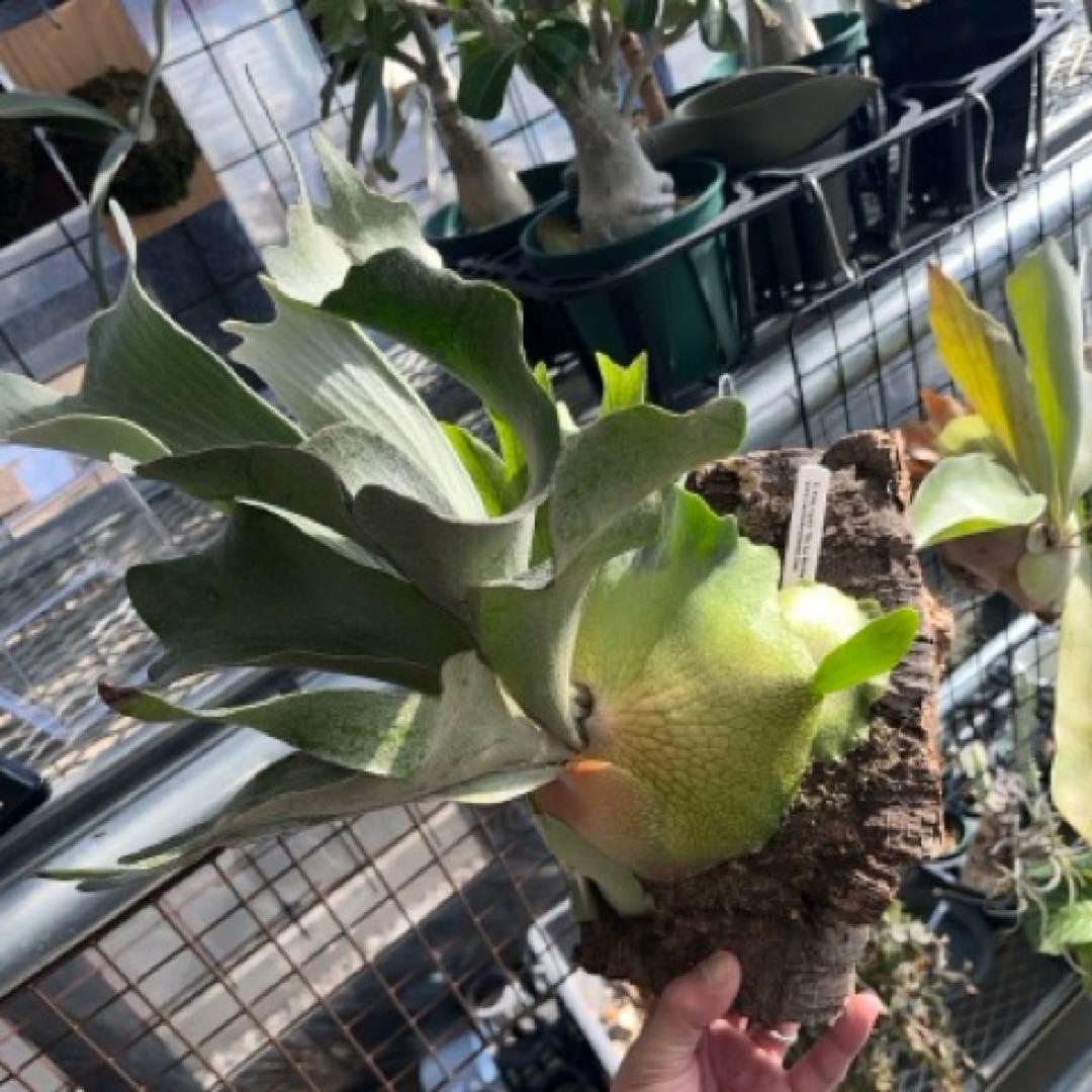 P. FSQ vp#2 'DeLaRocha’ デラロッチャ