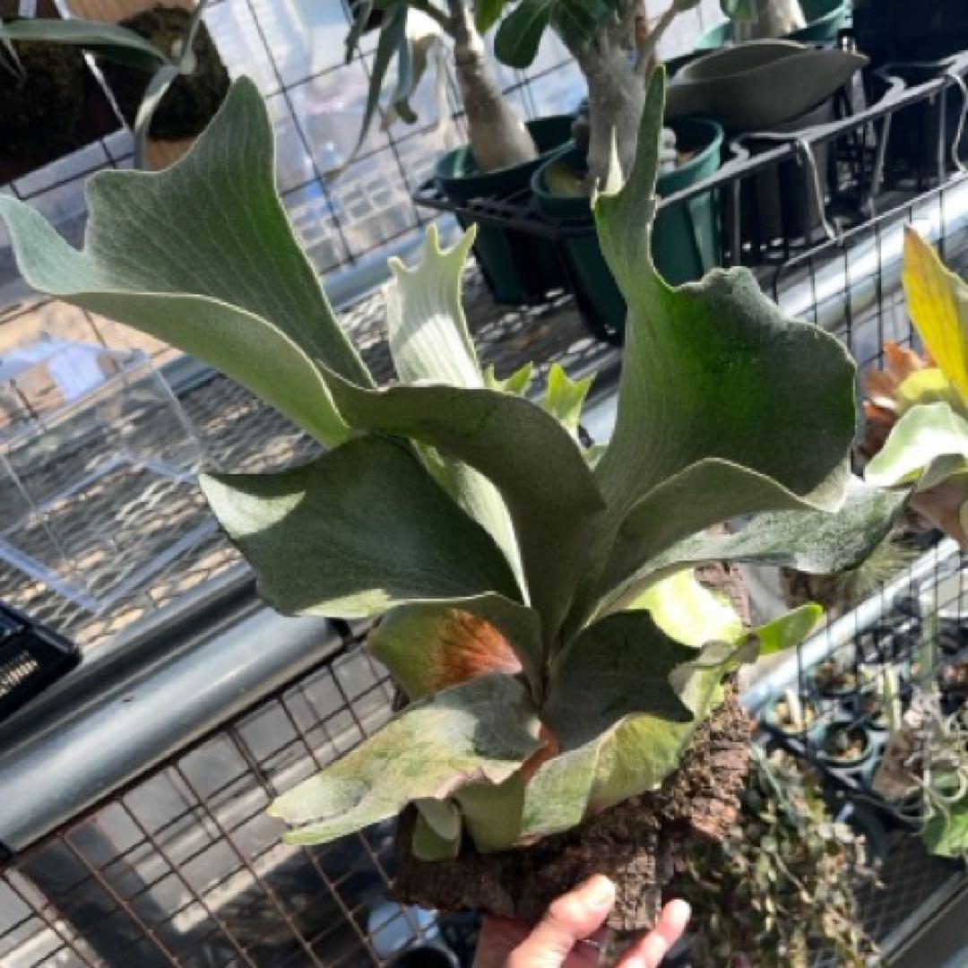 P. FSQ vp#2 'DeLaRocha’ デラロッチャ