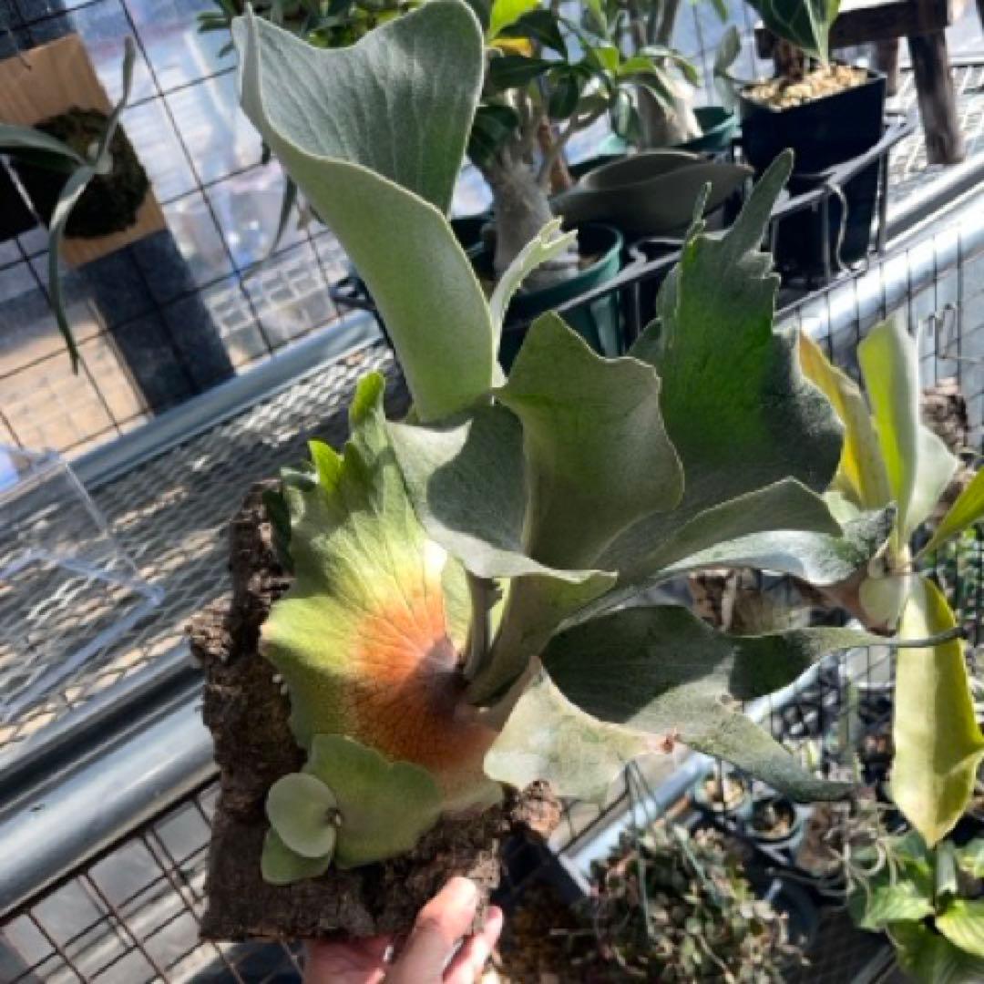 P. FSQ vp#2 'DeLaRocha’ デラロッチャ