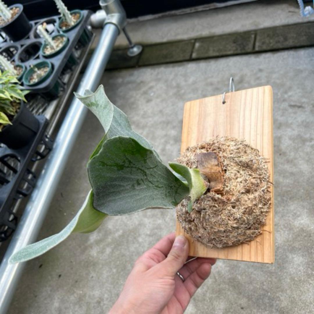 P. FSQ vp#2 'DeLaRocha’ デラロッチャ