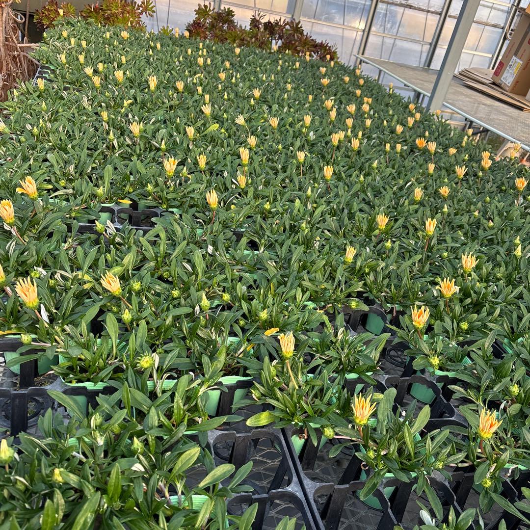 ガザニア ビースト カナリアスマイル12ポット