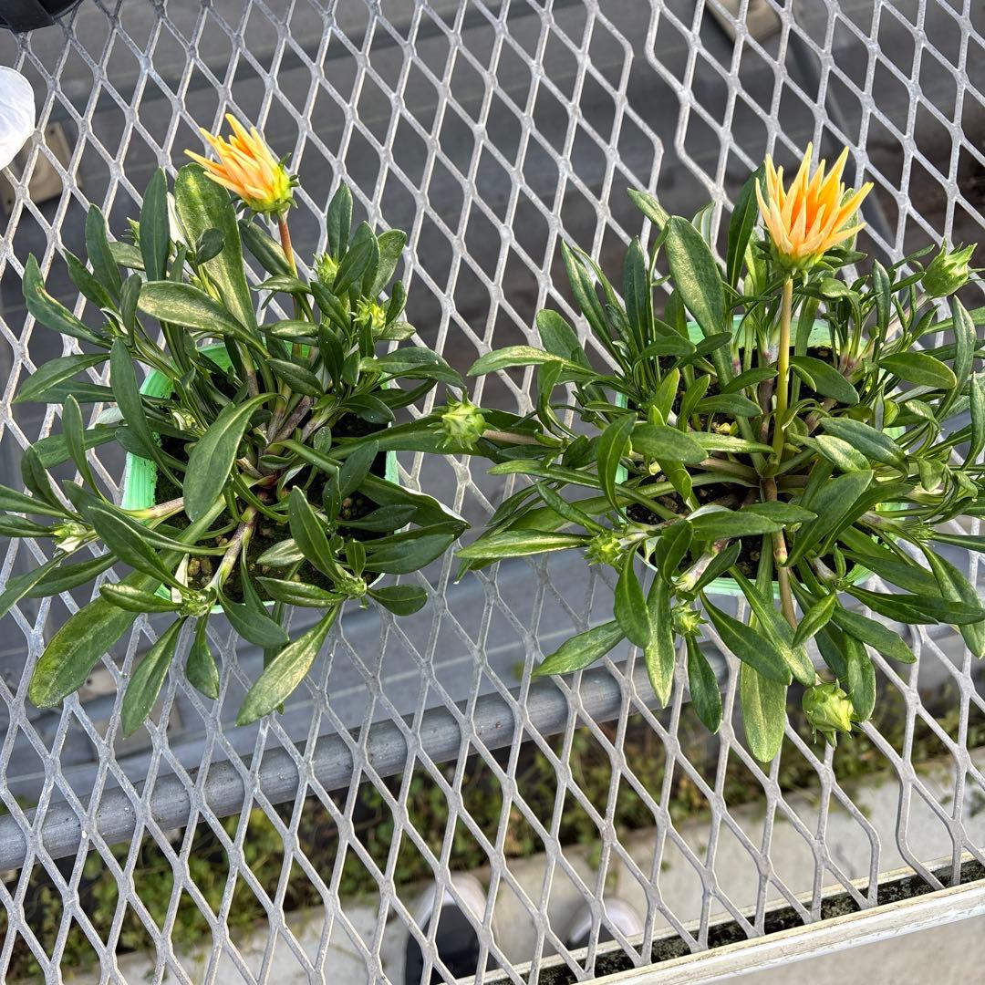 ガザニア ビースト カナリアスマイル12ポット