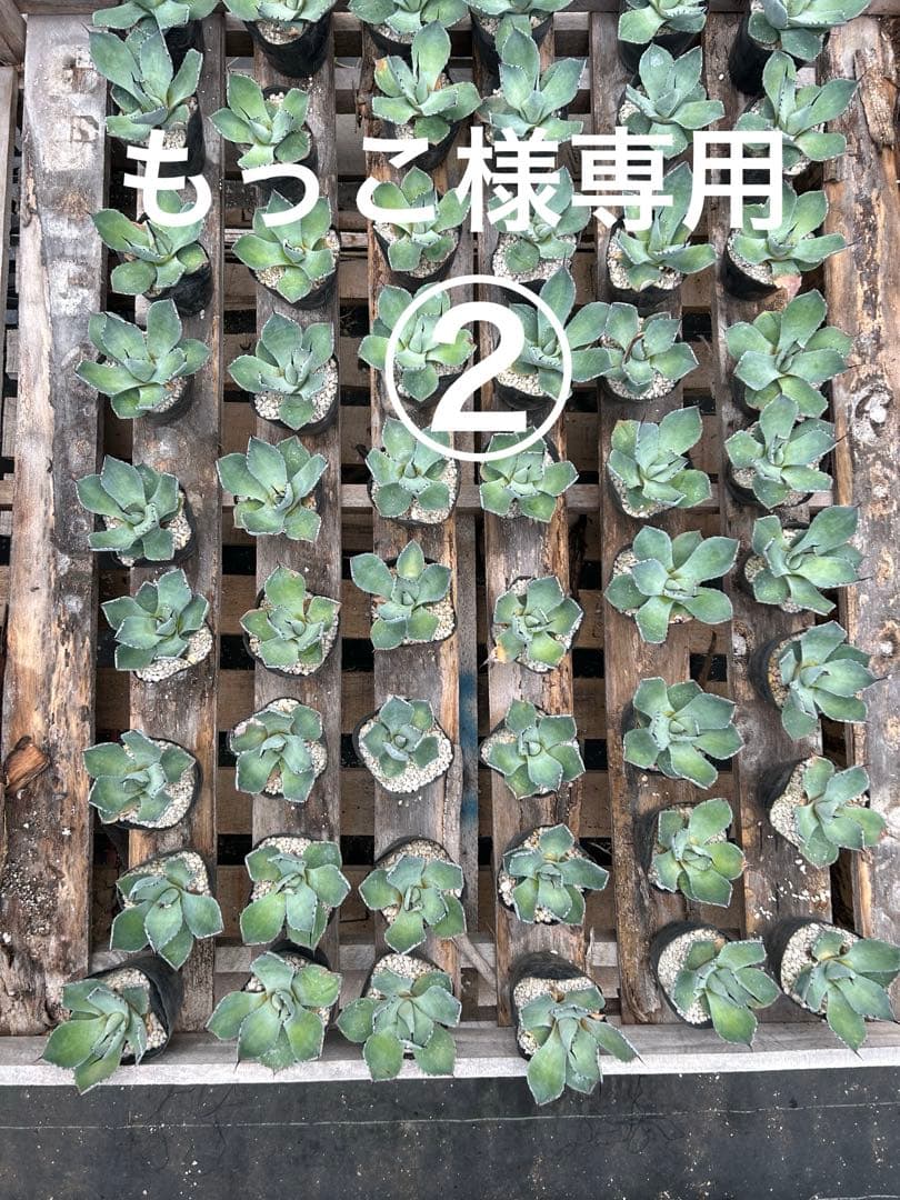 アガベパリートランカータもっこ②