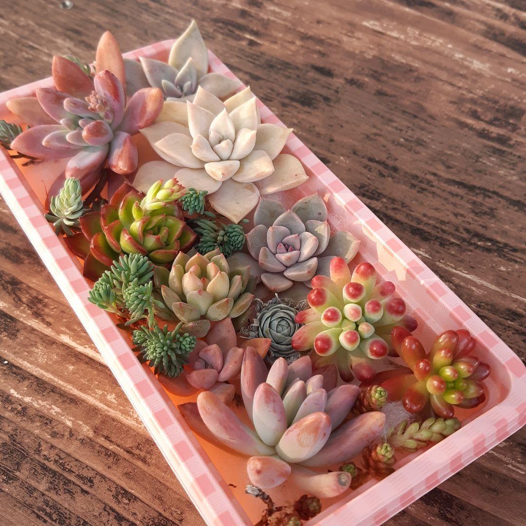 多肉植物⭐小さなカット苗たち⭐Ｄ⭐