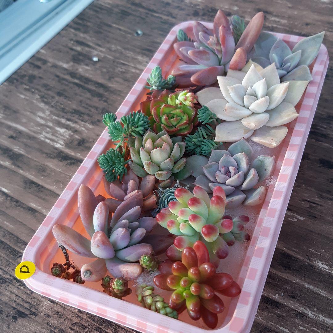 多肉植物⭐小さなカット苗たち⭐Ｄ⭐