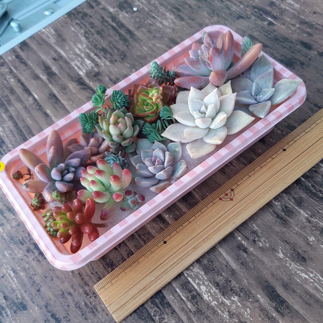 多肉植物⭐小さなカット苗たち⭐Ｄ⭐