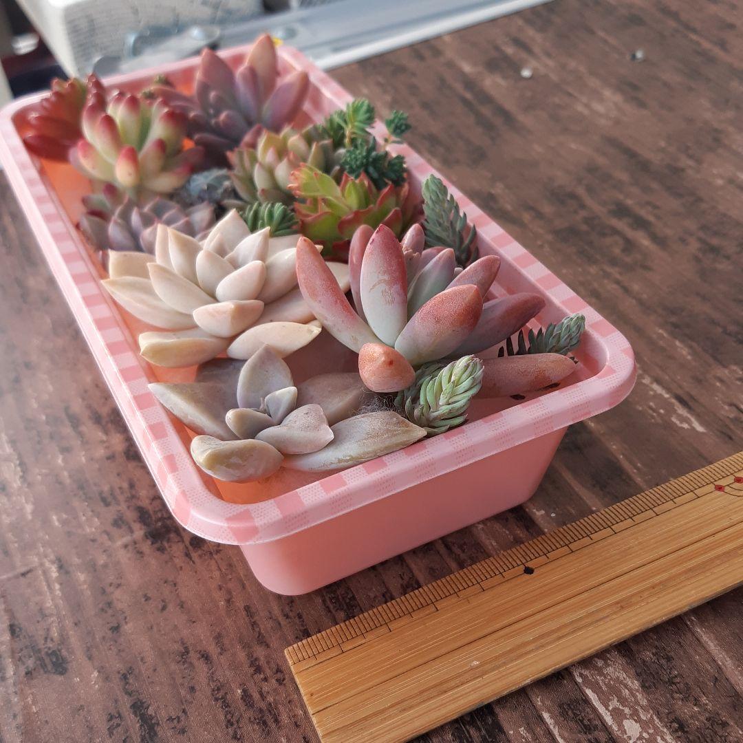 多肉植物⭐小さなカット苗たち⭐Ｄ⭐