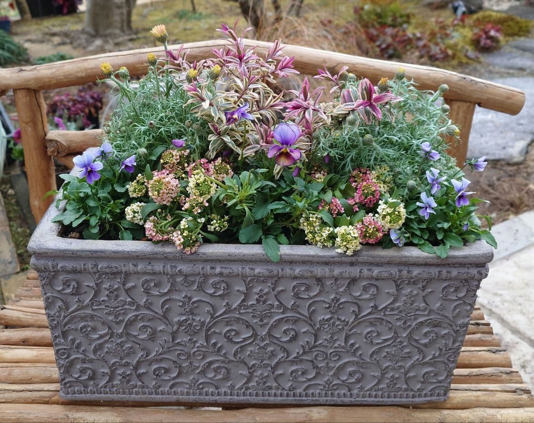 寄せ植え花　パルプンテ 　ブルージャスミン