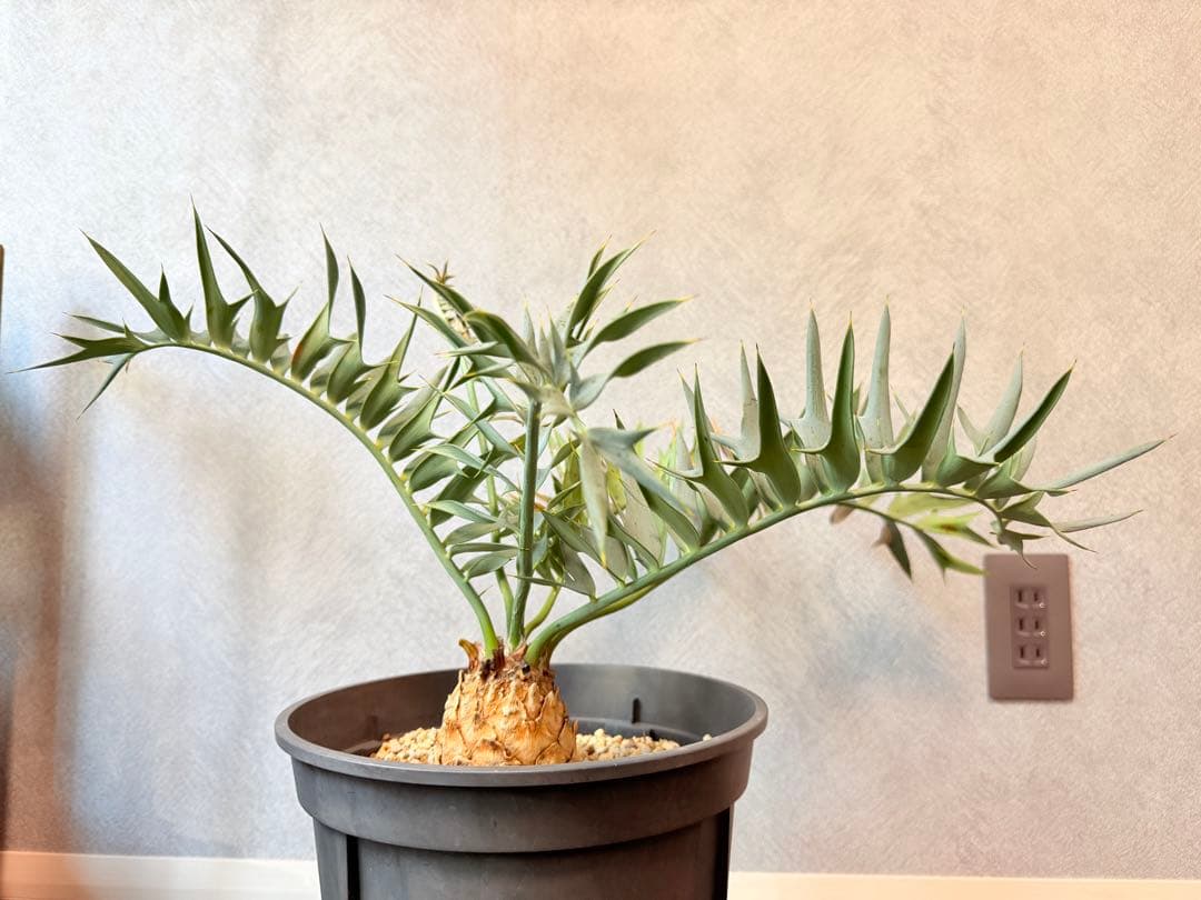 【南ア産】エンセファラルトス ホリダス(2025年12月最新画像あり)