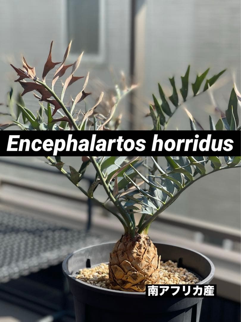 【南ア産】エンセファラルトス ホリダス(2025年12月最新画像あり)