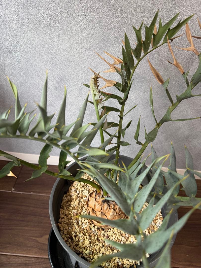 【南ア産】エンセファラルトス ホリダス(2025年12月最新画像あり)