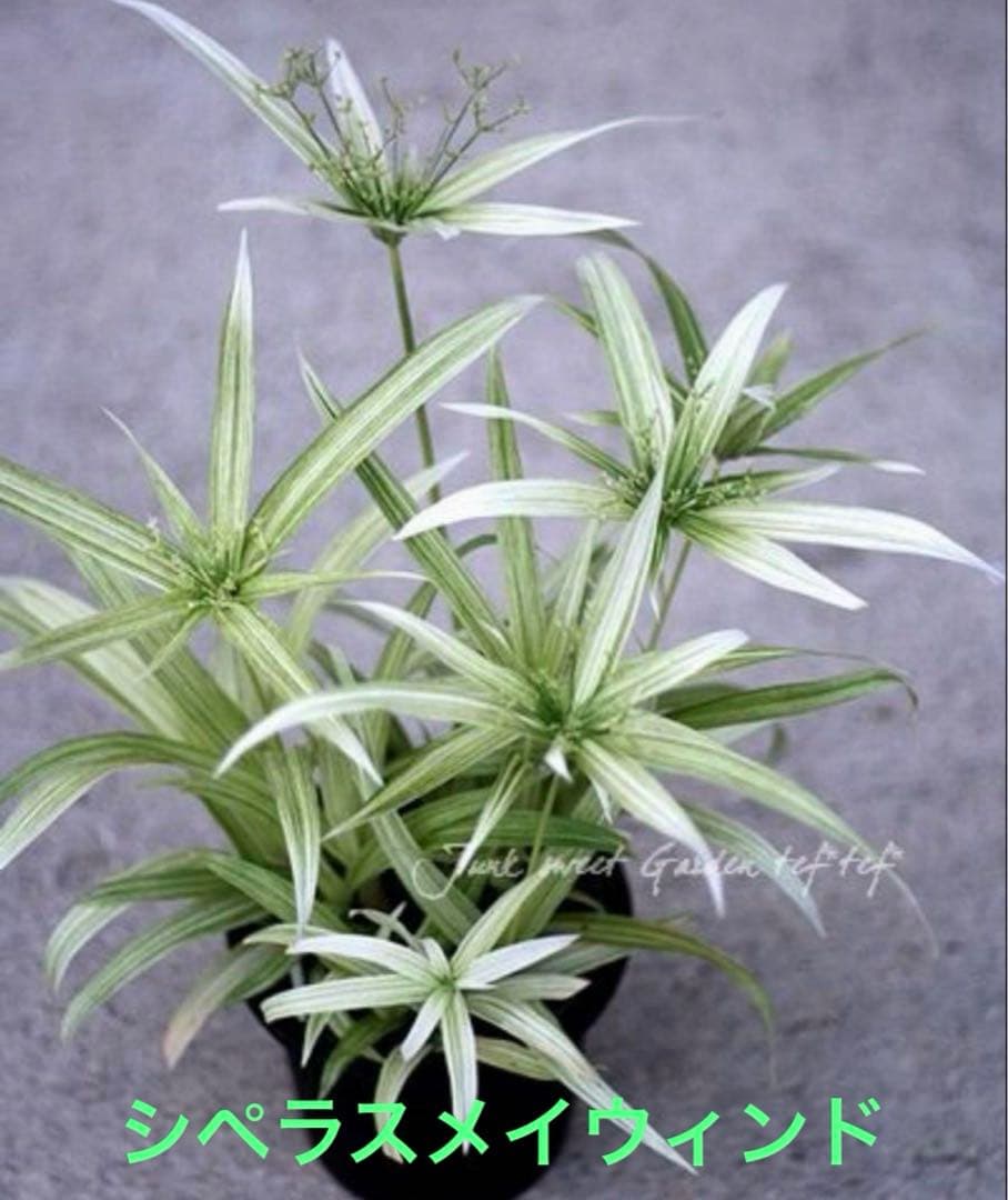 シペラスメイウィンド苗