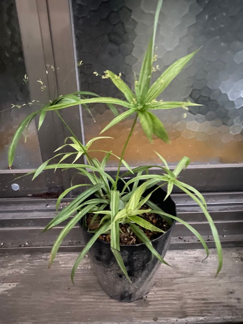 シペラスメイウィンド苗