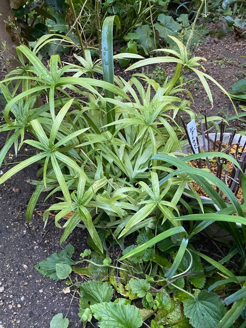 シペラスメイウィンド苗