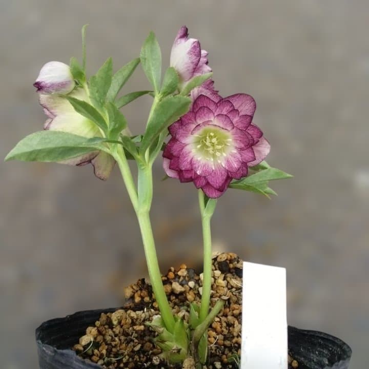 加藤農園。ヘレボルス苗 2本立て。 濃いピンク色の花 。開花株。 No47