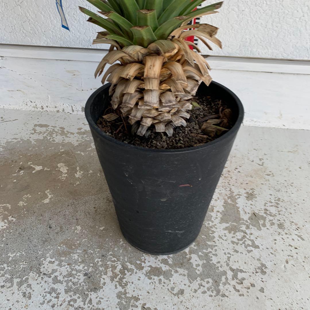 ユッカ　レクルビフォリア　ペンデュラ　ポット　33