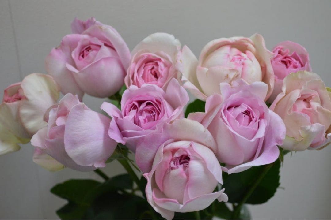 イブ系　イヴライト　大苗