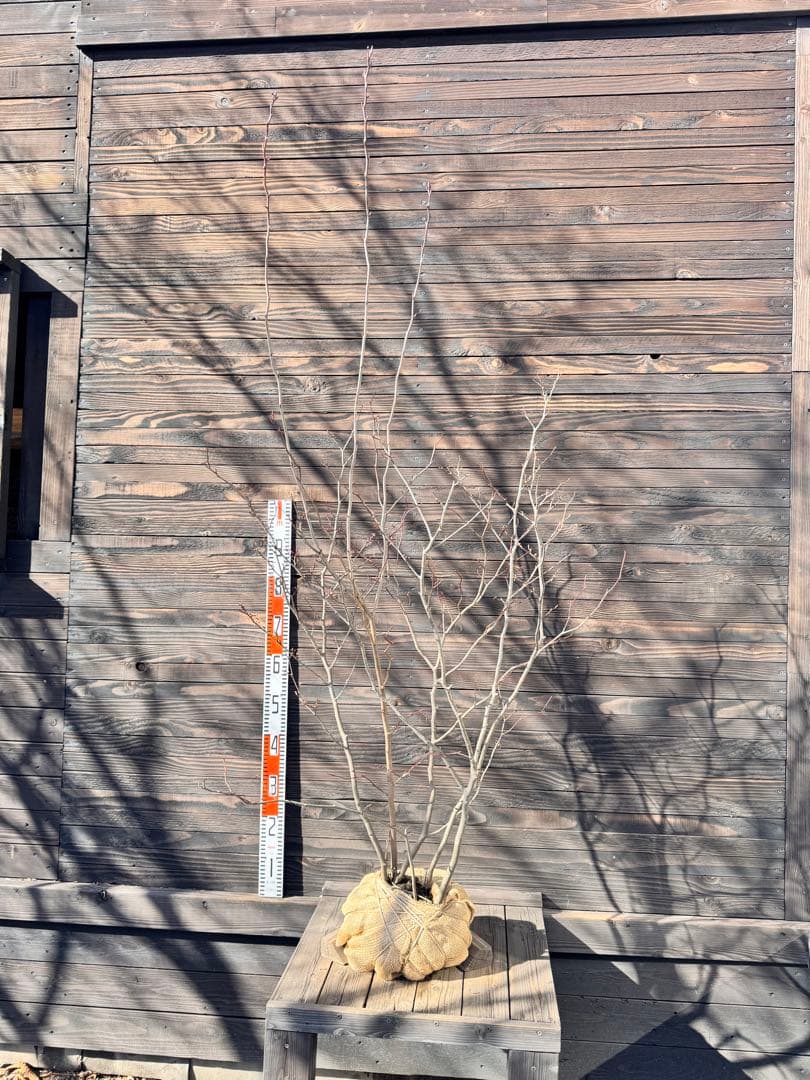 シロモジ/株立ち【現品発送】管理80011