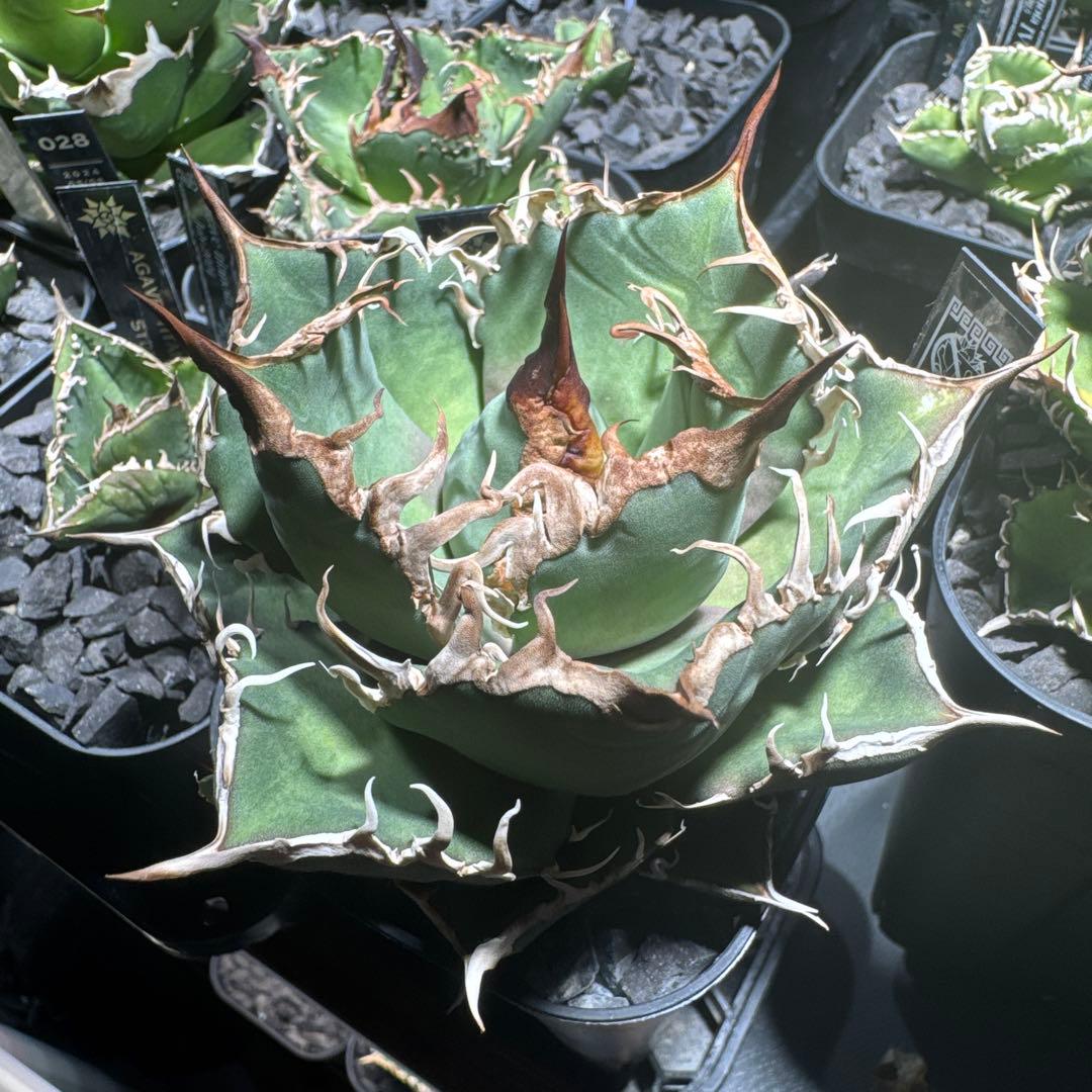 【有名趣味家血統】アガベ☆チタノタ☆千鳥影☆子株☆台湾lize⭐︎タグ付き☆