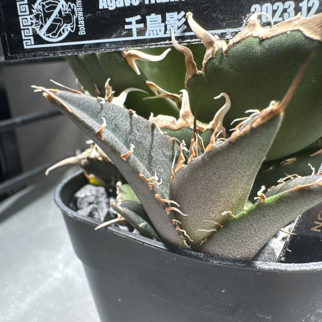 【有名趣味家血統】アガベ☆チタノタ☆千鳥影☆子株☆台湾lize⭐︎タグ付き☆