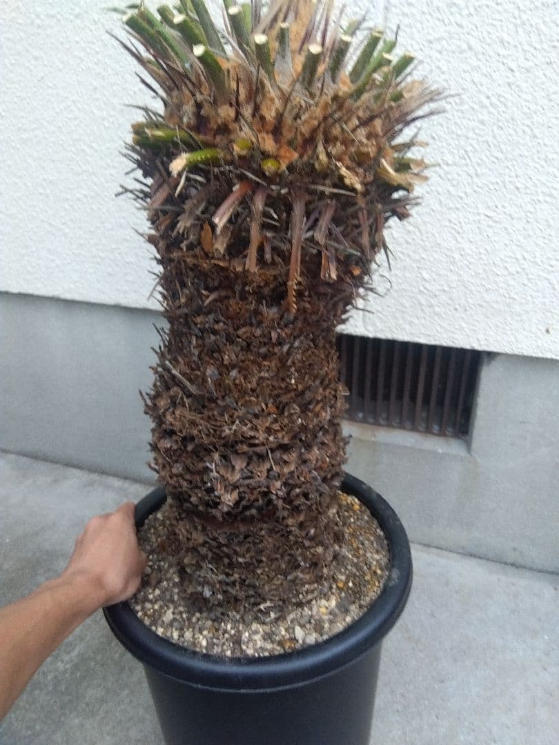 ソテツ　幹太株　⑤