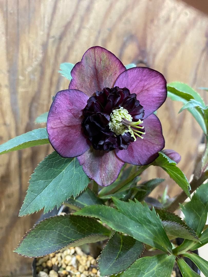 アンティークモーリー　加藤農園