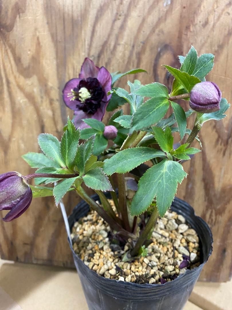 アンティークモーリー　加藤農園