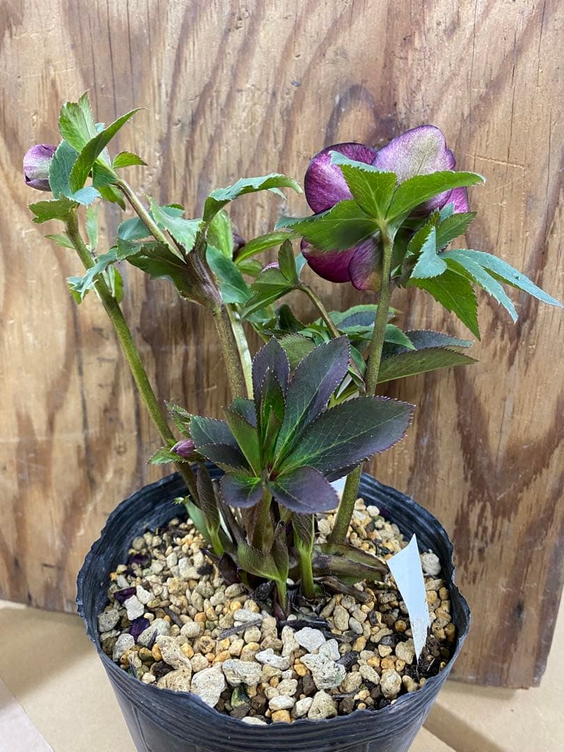 アンティークモーリー　加藤農園