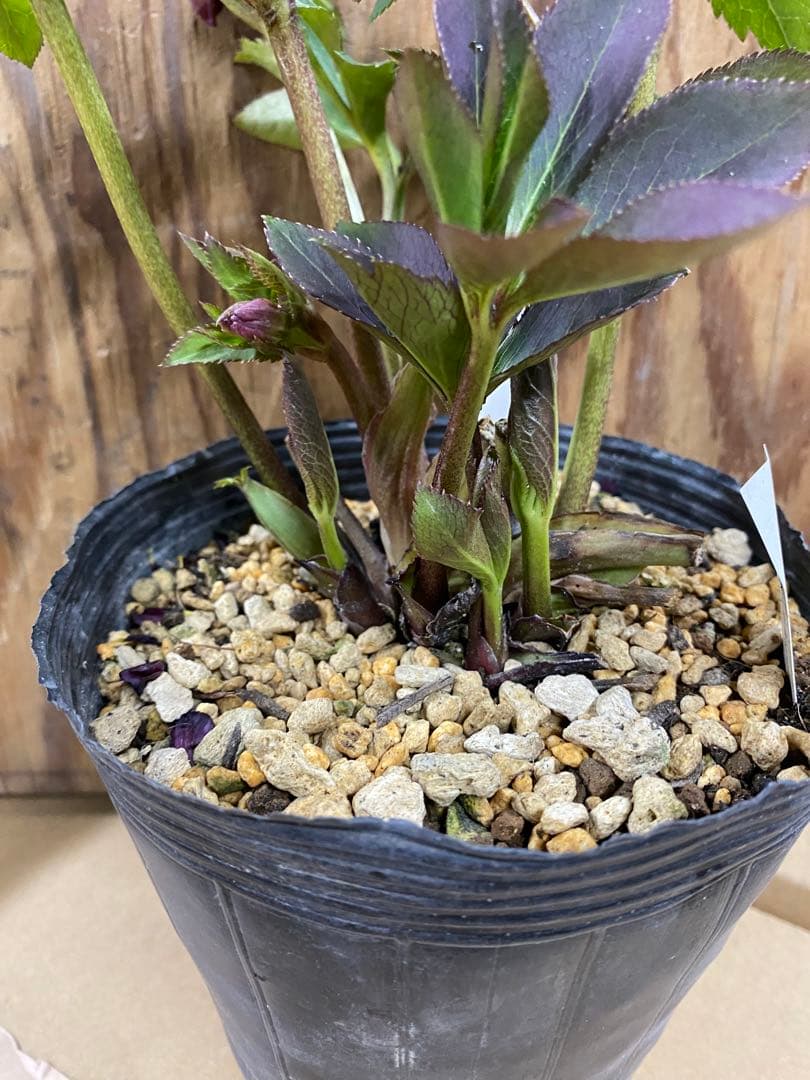 アンティークモーリー　加藤農園