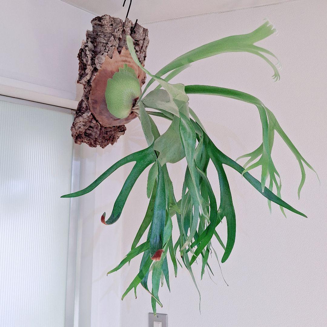 ビカクシダ　フーンシキ　TC　大株　コルク付け　コウモリラン