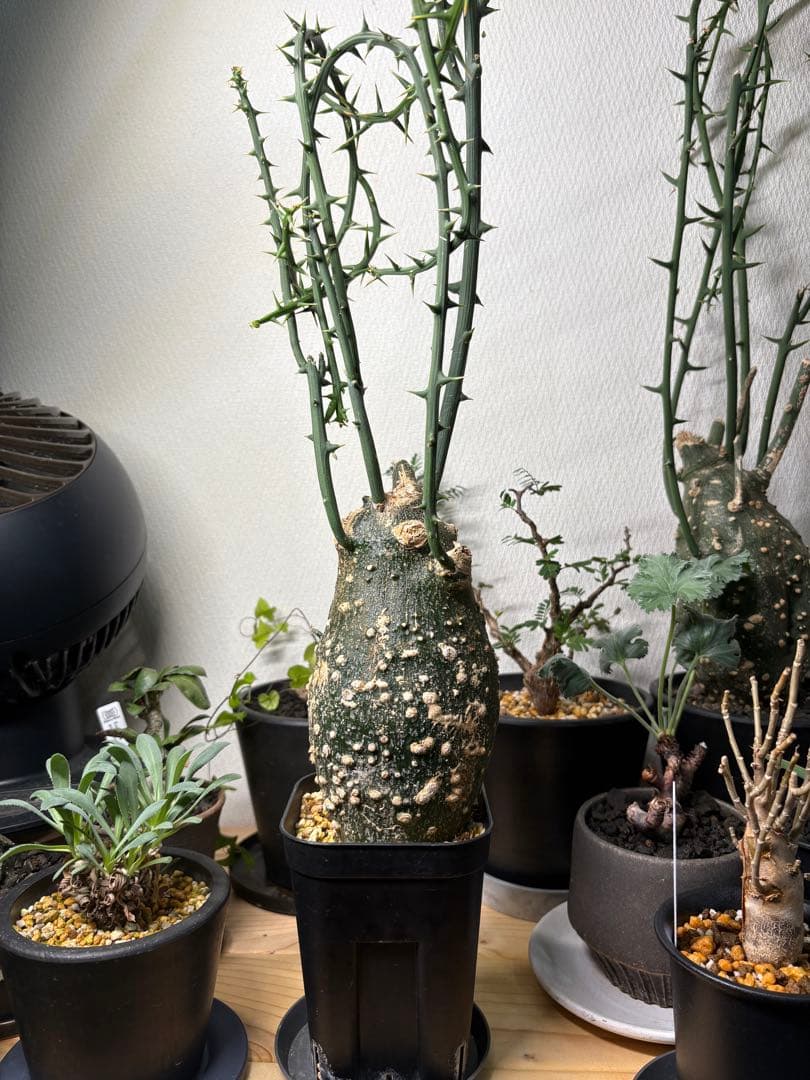 アデニアグロボーサ【※発送時に枝剪定※】