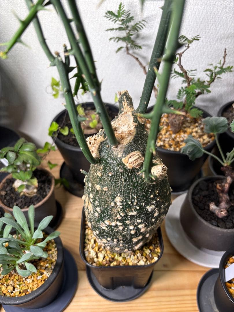 アデニアグロボーサ【※発送時に枝剪定※】