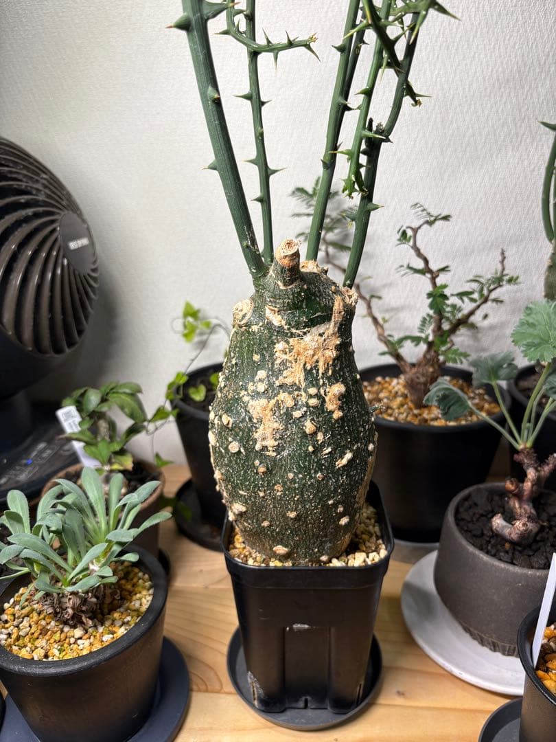 アデニアグロボーサ【※発送時に枝剪定※】