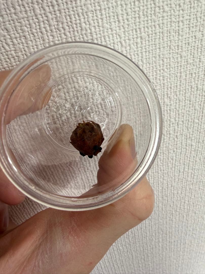 アロカシア　小芋9種セット