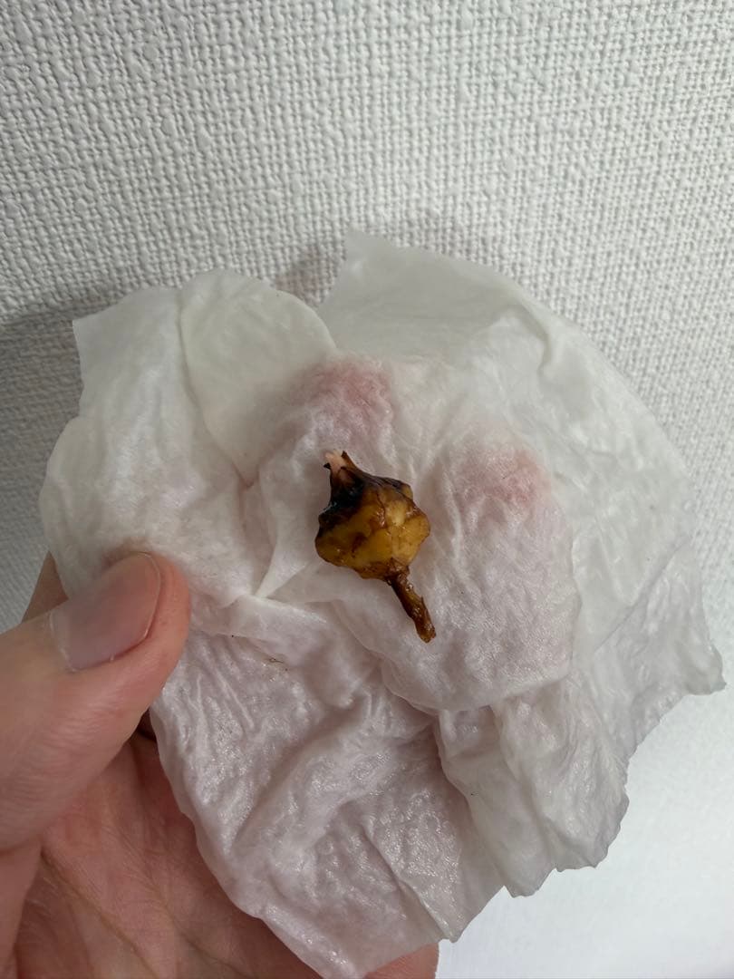 アロカシア　小芋9種セット