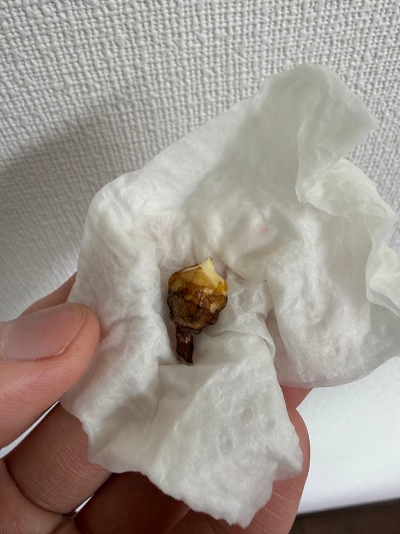 アロカシア　小芋9種セット