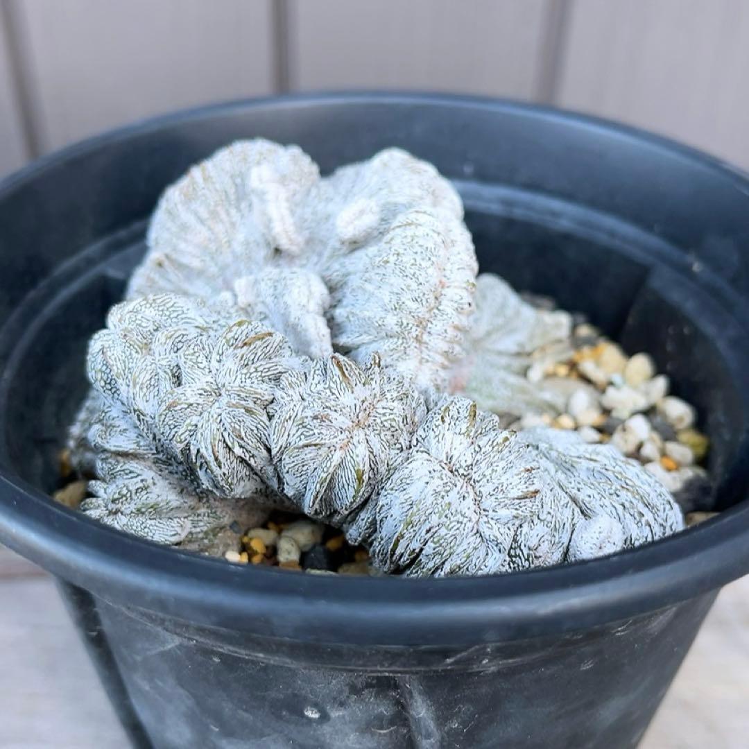 《期間限定販売❗️》『アストロフィツム　恩塚ランポー 綴化』　極美大株　接木降自根