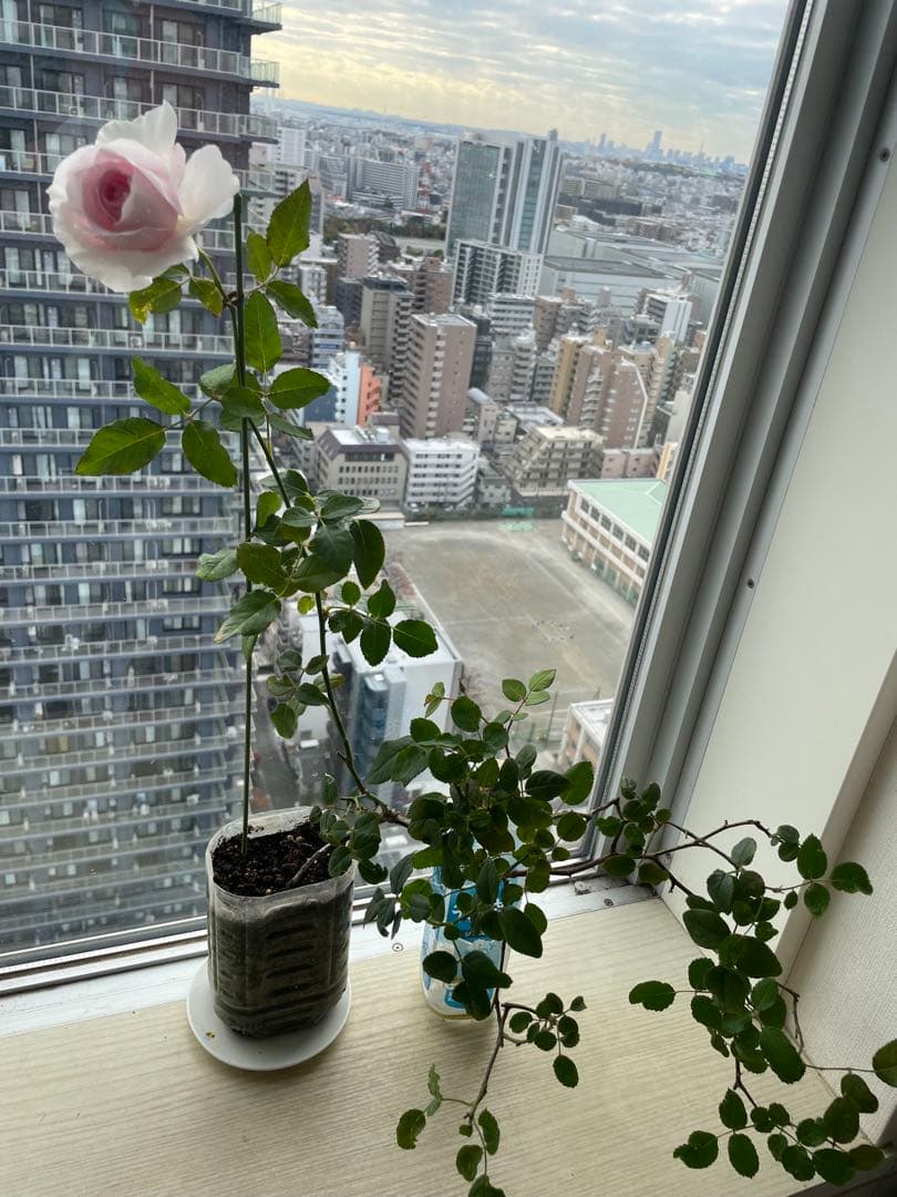 セール❣️激レア！ラスト！超強健強香！いつも心を揺さぶられる美しい和バラ苗