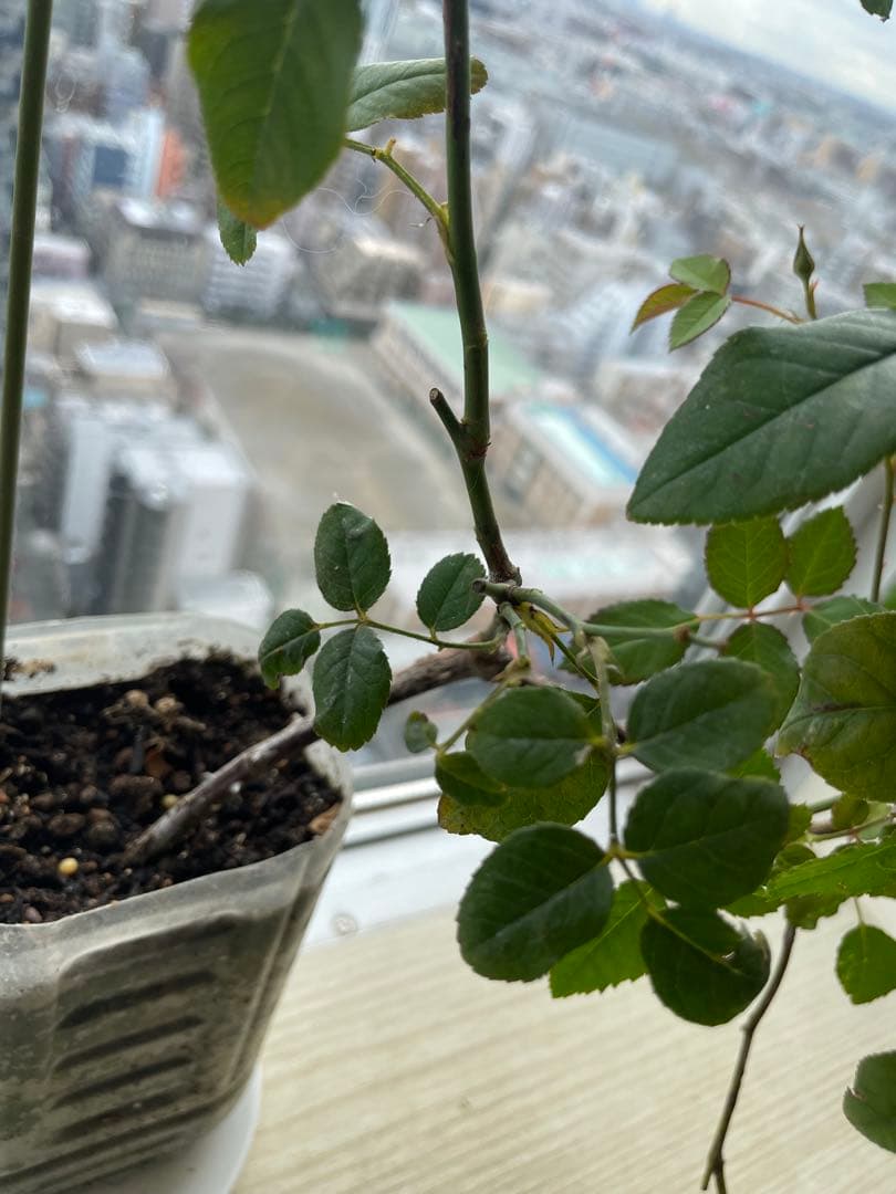 セール❣️激レア！ラスト！超強健強香！いつも心を揺さぶられる美しい和バラ苗