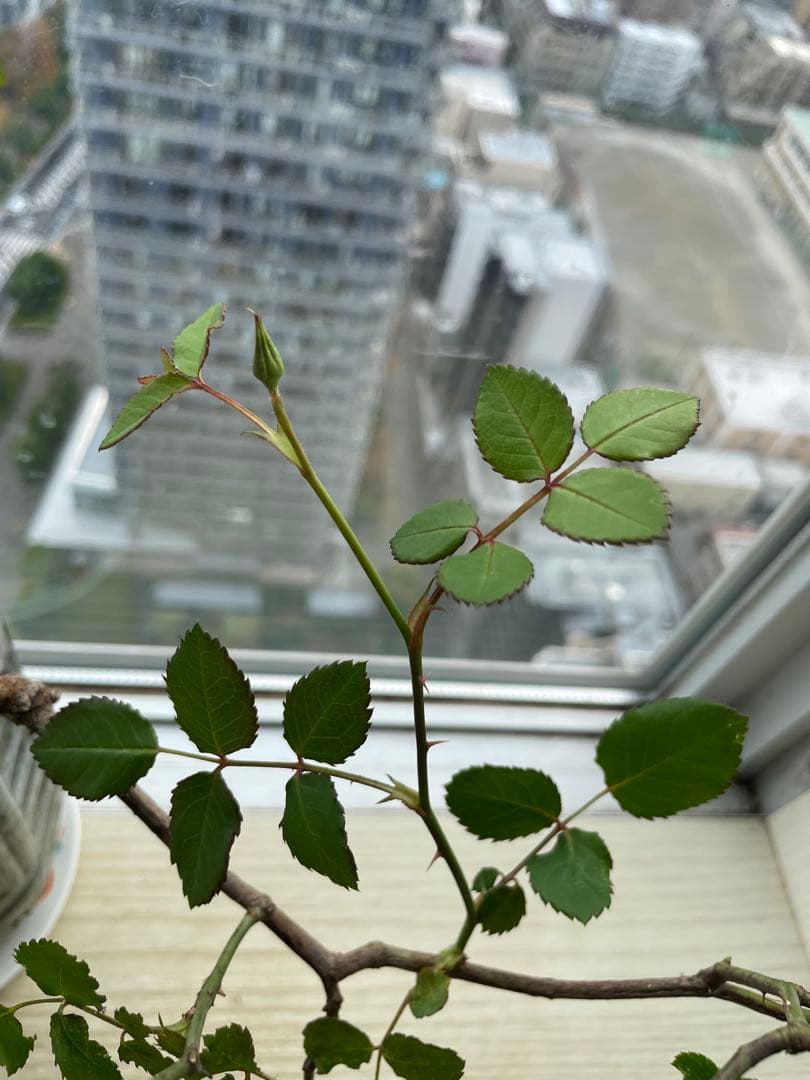 セール❣️激レア！ラスト！超強健強香！いつも心を揺さぶられる美しい和バラ苗